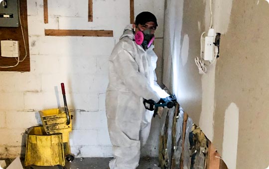 Mold Remediation Specialists Arnold